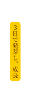 ３日で発芽し 成長