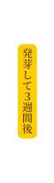 発芽して３週間後